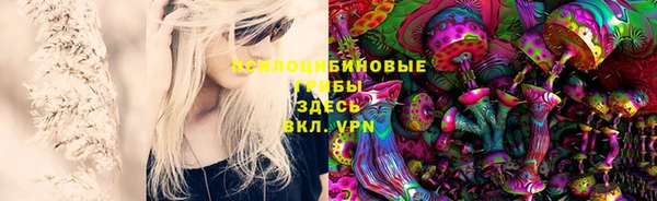 прущие грибы Бородино